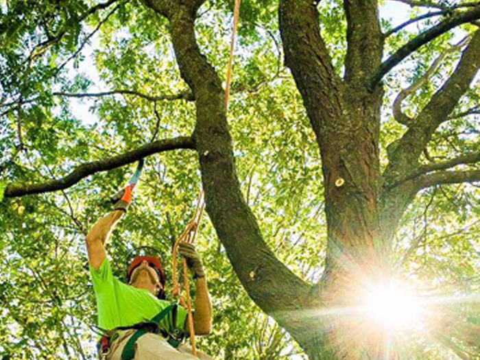 Tree Pruning & Tree Removal