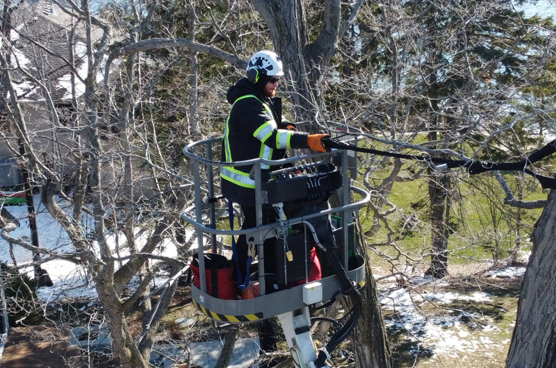 SOG Tree Care