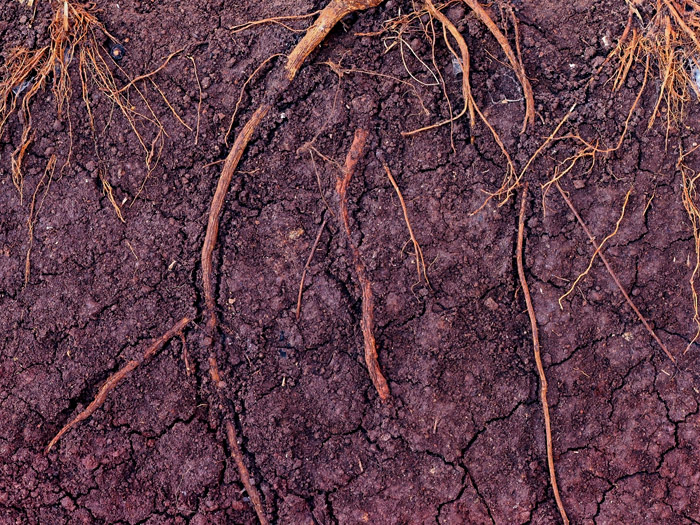 Deep Root Zone Fertilization Consultations